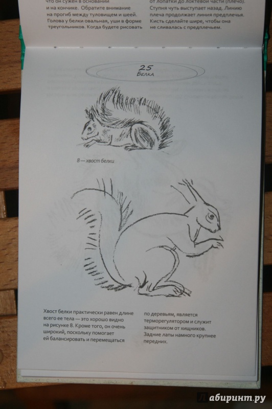 Иллюстрация 13 из 26 для Животные - Надежда Сапунова | Лабиринт - книги. Источник: Кабанова  Ксения Викторовна