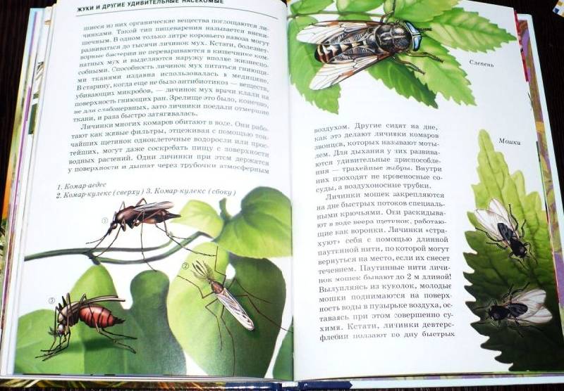 Иллюстрация 18 из 40 для Жуки и другие удивительные насекомые - Сергей Афонькин | Лабиринт - книги. Источник: -  Юлия -