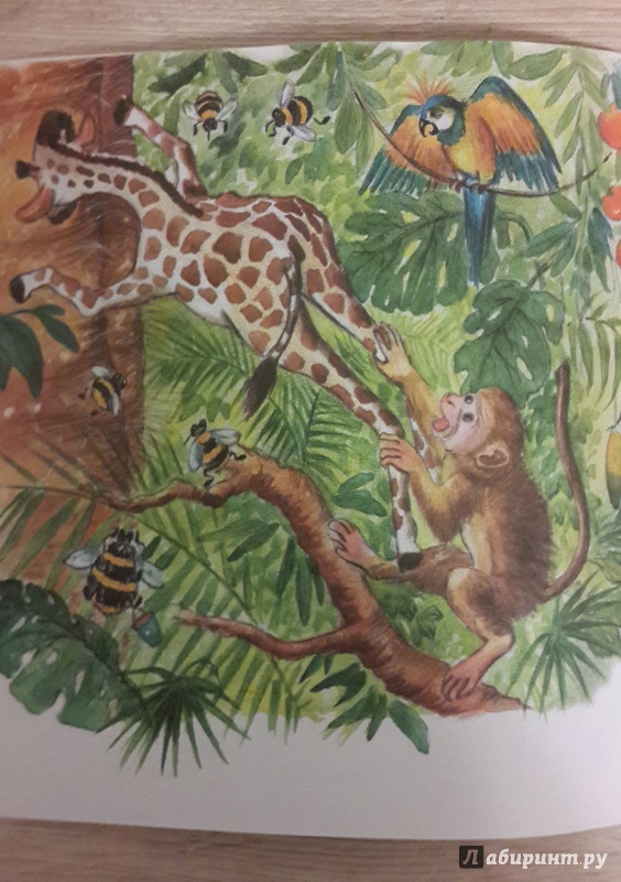 Иллюстрация 11 из 14 для Почему у жирафа шея длинная - Елена Ермолова | Лабиринт - книги. Источник: Лиса