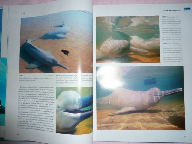 Иллюстрация 3 из 31 для Киты и дельфины. Величественные обитатели морей и океанов | Лабиринт - книги. Источник: Nadezhda_S