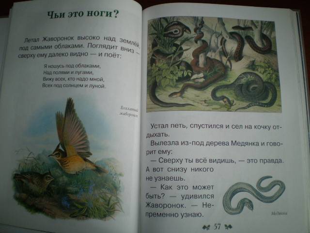 Иллюстрация 8 из 40 для Сказки и рассказы о животных - Виталий Бианки | Лабиринт - книги. Источник: С  М В