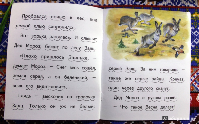 Иллюстрация 4 из 15 для Заяц, Косач, Медведь и Весна - Виталий Бианки | Лабиринт - книги. Источник: . NastasiaBu