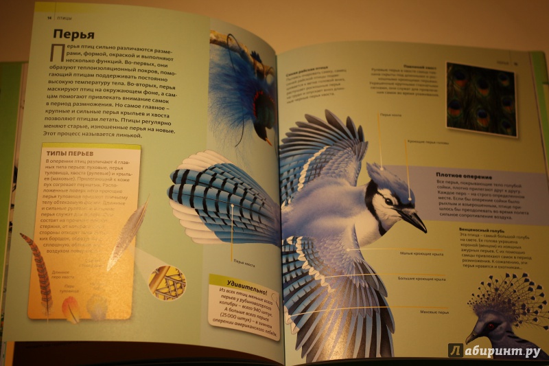 Иллюстрация 8 из 16 для Птицы | Лабиринт - книги. Источник: AL980