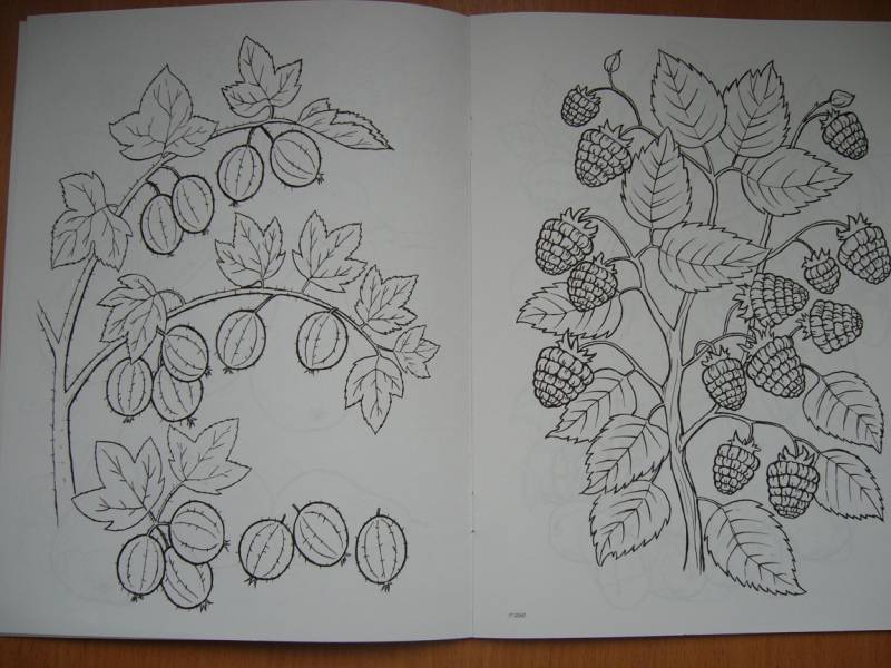 Иллюстрация 3 из 16 для Что растет в саду | Лабиринт - книги. Источник: Мама Саши