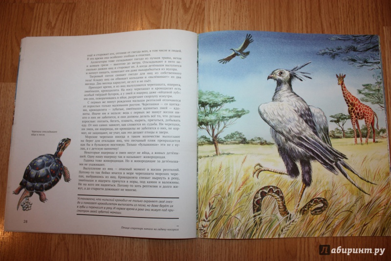 Иллюстрация 42 из 44 для Рептилии - Николай Сладков | Лабиринт - книги. Источник: Bradbury
