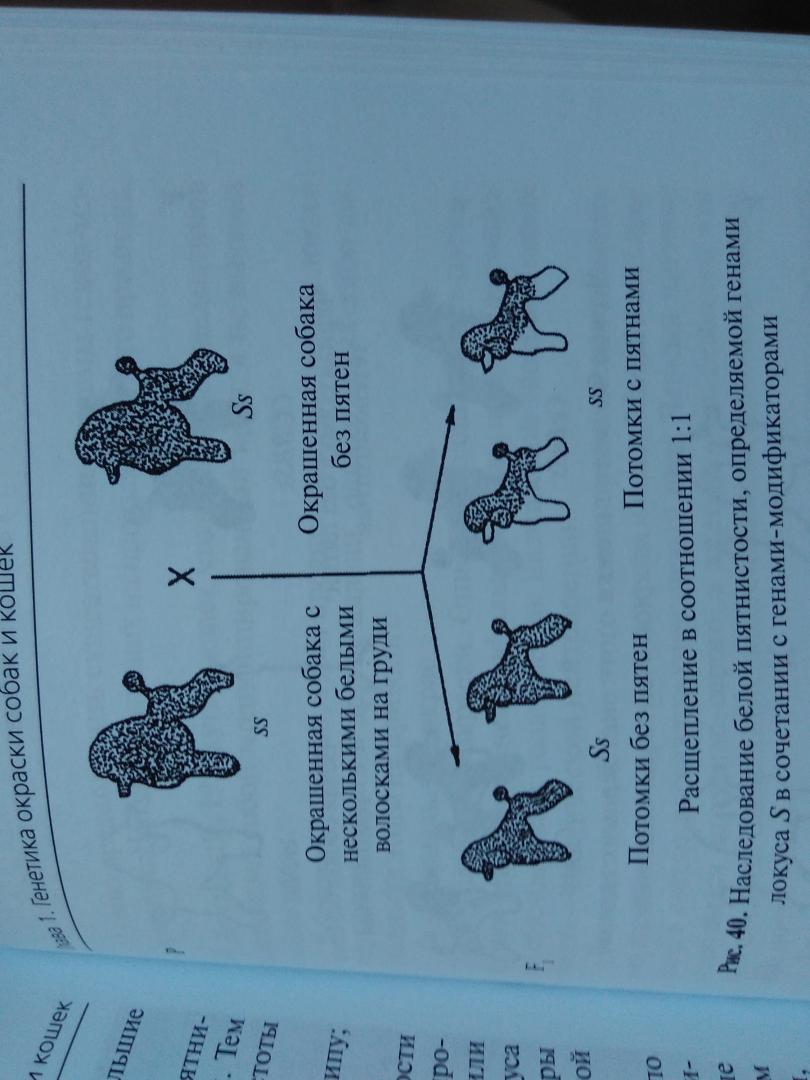 Иллюстрация 5 из 8 для Генетика и наследственные болезни собак и кошек - Сотская, Московкина | Лабиринт - книги. Источник: Шнурок