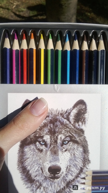 Иллюстрация 12 из 55 для Набор цветных карандашей, 12 цветов "Волк" (32870-12) | Лабиринт - канцтовы. Источник: Киссяндра