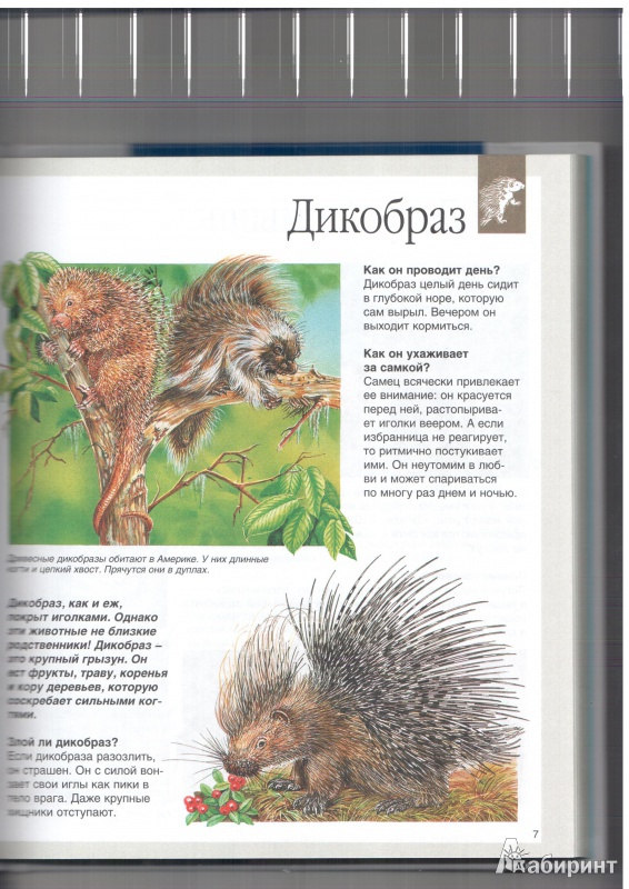 Иллюстрация 6 из 50 для Животные - Букобза, Мулинье | Лабиринт - книги. Источник: Юлия Короткова