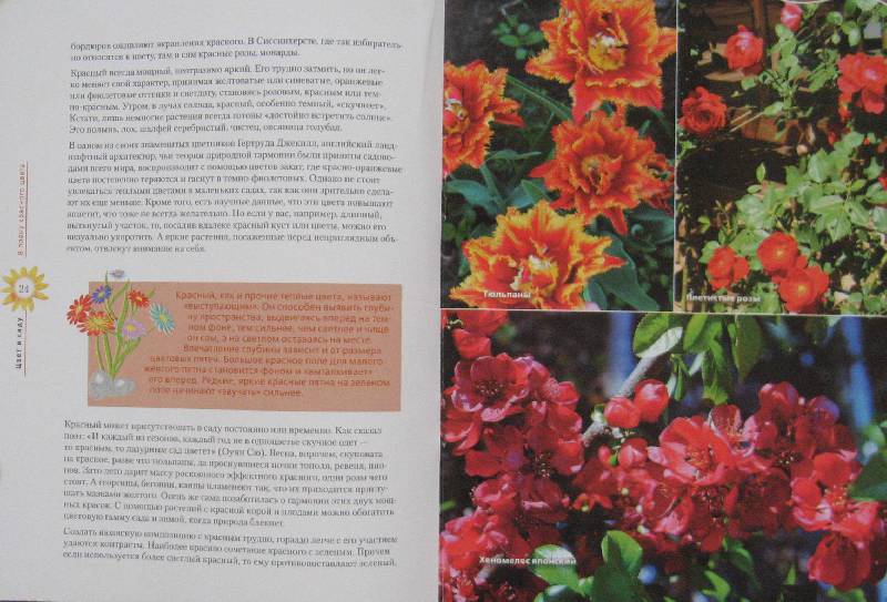 Иллюстрация 7 из 11 для Выбираем цвет для сада | Лабиринт - книги. Источник: Флоренция