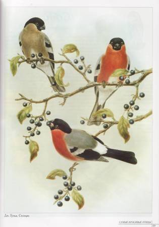 Иллюстрация 15 из 31 для Самые красивые птицы | Лабиринт - книги. Источник: Наталья Плотникова