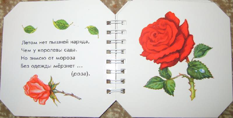 Иллюстрация 7 из 13 для Что в парке растёт - А. Геращенко | Лабиринт - книги. Источник: Tatka