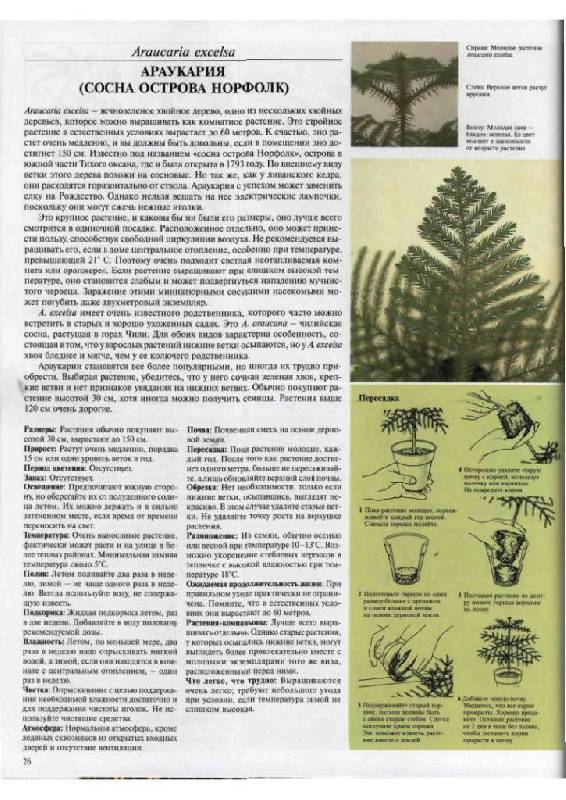Иллюстрация 7 из 23 для Самые распространенные комнатные растения - Дэвид Лонгман | Лабиринт - книги. Источник: Юта