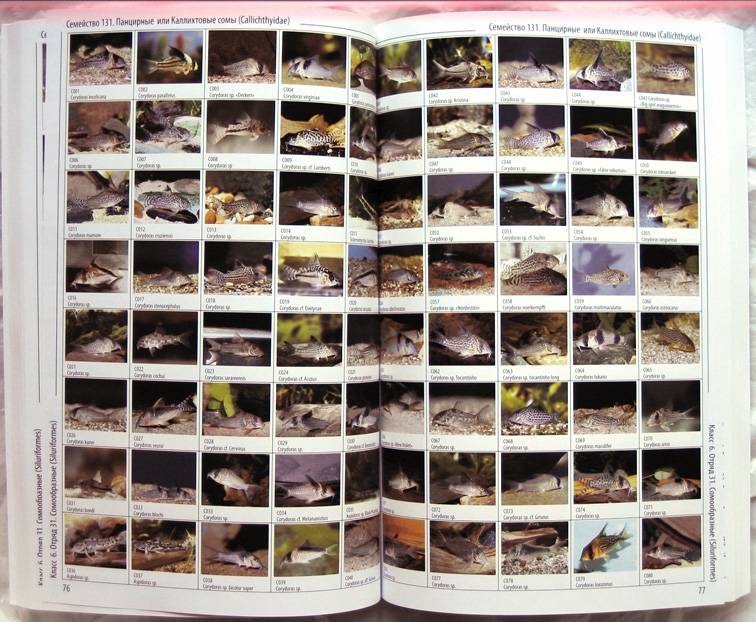 Иллюстрация 5 из 11 для Энциклопедия аквариумных рыб | Лабиринт - книги. Источник: Луговая Собачка
