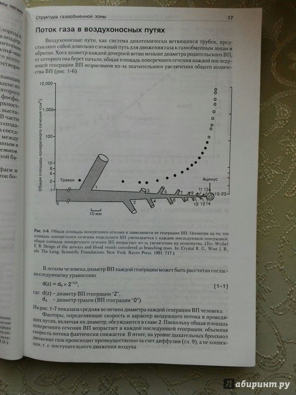 Иллюстрация 9 из 18 для Патофизиология легких - Майкл Гриппи | Лабиринт - книги. Источник: Angreniel