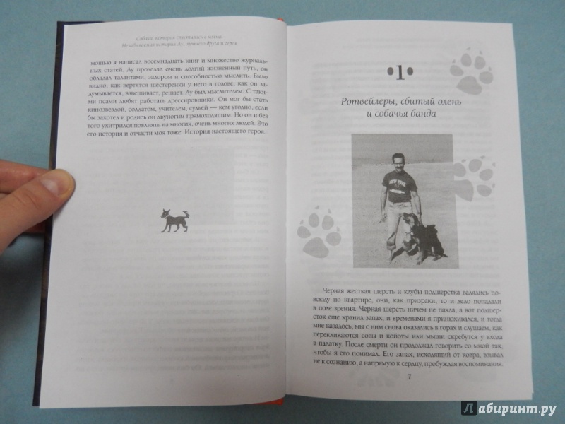 Иллюстрация 5 из 12 для Собака, которая спустилась с холма. Незабываемая история - Стив Дьюно | Лабиринт - книги. Источник: dbyyb