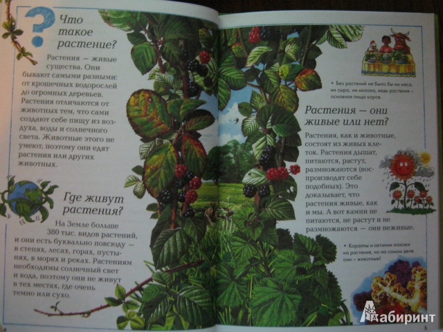Иллюстрация 3 из 12 для Мир растений | Лабиринт - книги. Источник: Евгения39