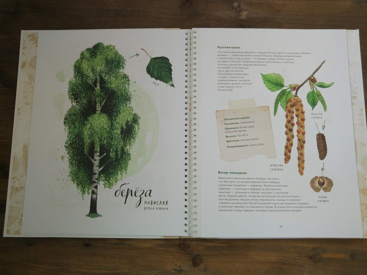 Иллюстрация 61 из 126 для Мой гербарий. Листья деревьев - Анна Васильева | Лабиринт - книги. Источник: olgatout