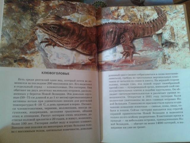 Иллюстрация 11 из 24 для Рептилии - Андрей Руденко | Лабиринт - книги. Источник: Алёнка
