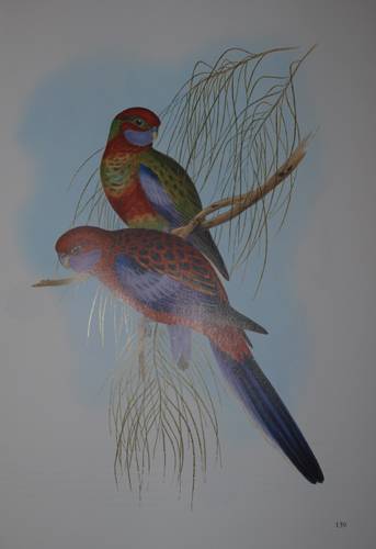 Иллюстрация 9 из 51 для Птицы Австралии (в футляре) - Джон Гульд | Лабиринт - книги. Источник: Наталья Бухтиярова
