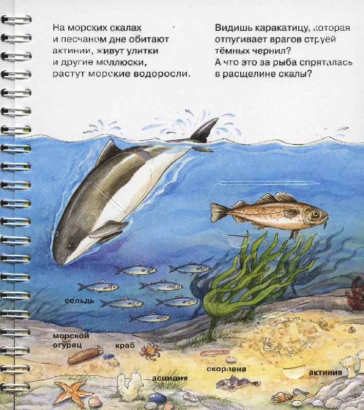 Иллюстрация 23 из 58 для На море - Андреа Эрне | Лабиринт - книги. Источник: Igra