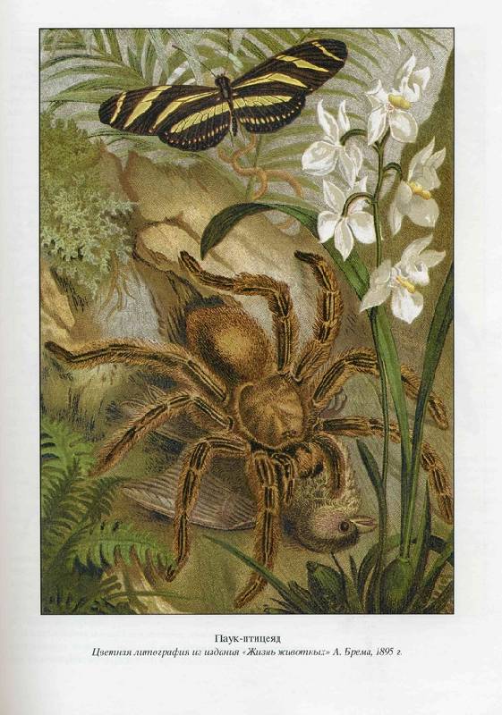 Иллюстрация 1 из 8 для Жизнь насекомых - Жан Фабр | Лабиринт - книги. Источник: Panterra