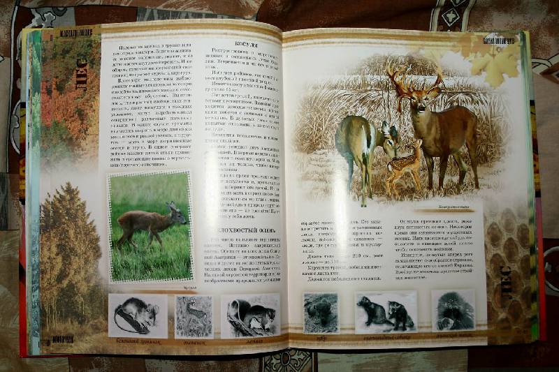 Иллюстрация 17 из 24 для Мир животных - Цеханская, Стрелков | Лабиринт - книги. Источник: вера_о
