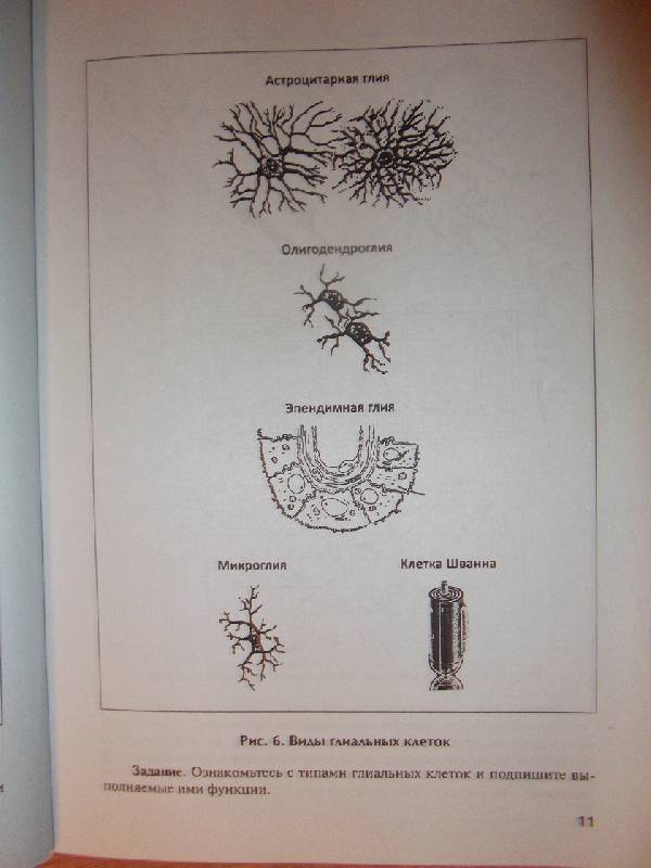 Иллюстрация 7 из 8 для Практическое пособие по анатомии и физиологии центральной нервной системы - Новикова, Полякова, Лебедев | Лабиринт - книги. Источник: Ведина