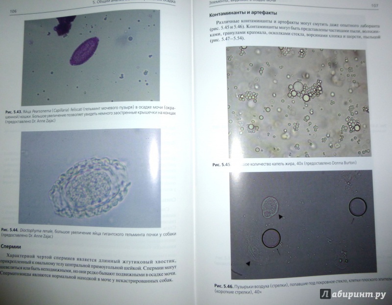Иллюстрация 10 из 12 для Общий анализ мочи в ветеринарной медицине. Цветной атлас - Синк, Вейнштейн | Лабиринт - книги. Источник: Nadin