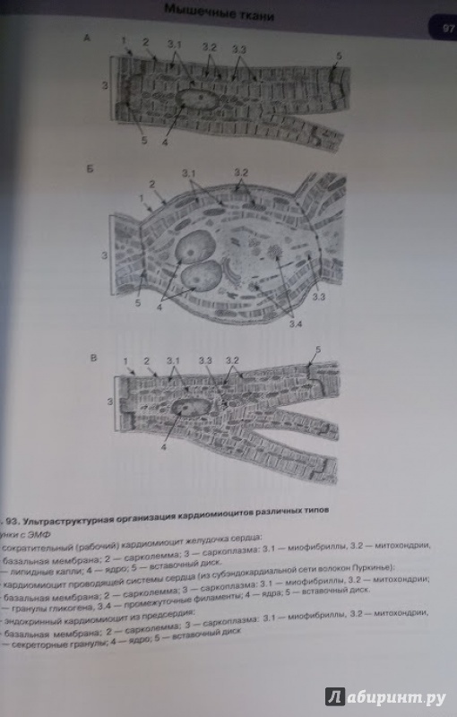 Иллюстрация 4 из 33 для Гистология, цитология и эмбриология. Атлас - Быков, Юшканцева | Лабиринт - книги. Источник: Annexiss