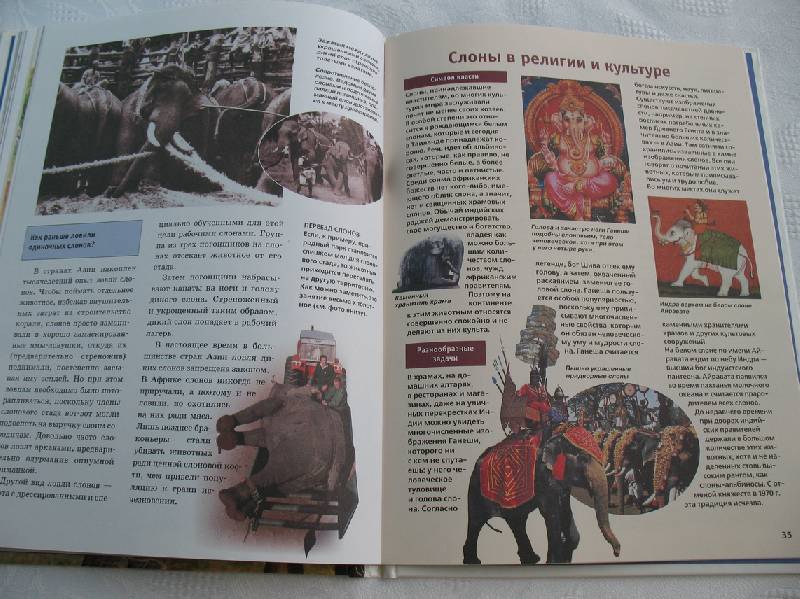 Иллюстрация 19 из 19 для Слоны - Ульрих Зедлаг | Лабиринт - книги. Источник: tayana