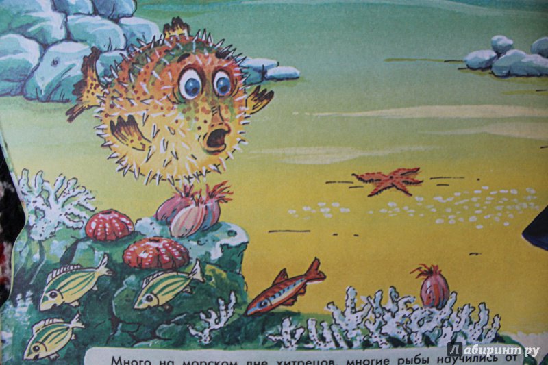 Иллюстрация 25 из 27 для Морские загадки - Святослав Сахарнов | Лабиринт - книги. Источник: . NastasiaBu