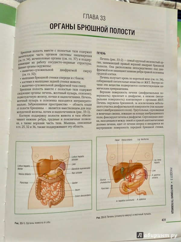 Иллюстрация 5 из 14 для Атлас клинической анатомии - Мозес, Бэнкс, Нава, Петерсен | Лабиринт - книги. Источник: Пилюк  Мария