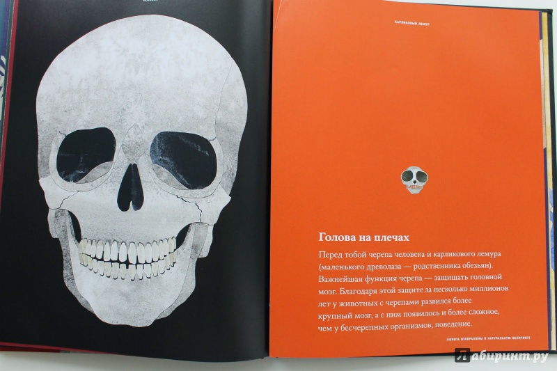 Иллюстрация 8 из 41 для Кости и скелеты - Стив Дженкинс | Лабиринт - книги. Источник: Чабуткина  Алина