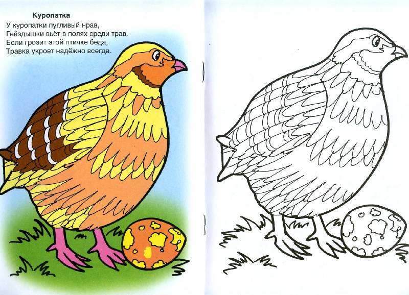Иллюстрация 6 из 9 для Птичий двор - Скребцова, Лопатина | Лабиринт - книги. Источник: Росинка