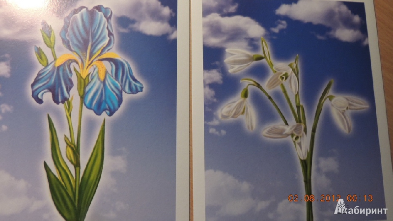 Иллюстрация 3 из 25 для Цветы. Обучающие карточки | Лабиринт - игрушки. Источник: romashka200283