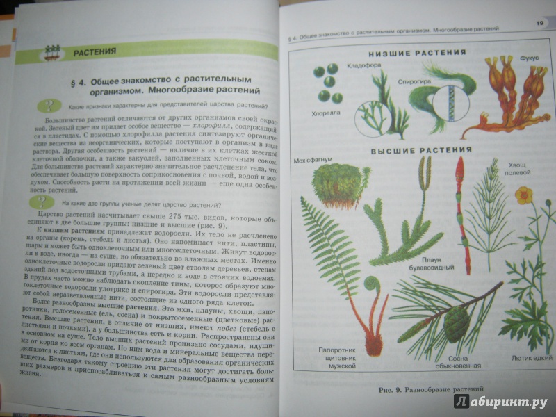 Иллюстрация 5 из 19 для Биология. 6 класс. Растения, бактерии, грибы, лишайники. ФГОС - Роза Хрыпова | Лабиринт - книги. Источник: Евгения39