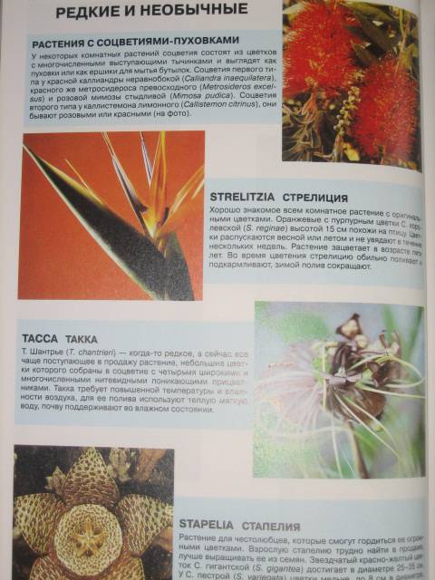 Иллюстрация 20 из 40 для Все о комнатных растениях. Книга вторая - Дэвид Хессайон | Лабиринт - книги. Источник: МЕГ