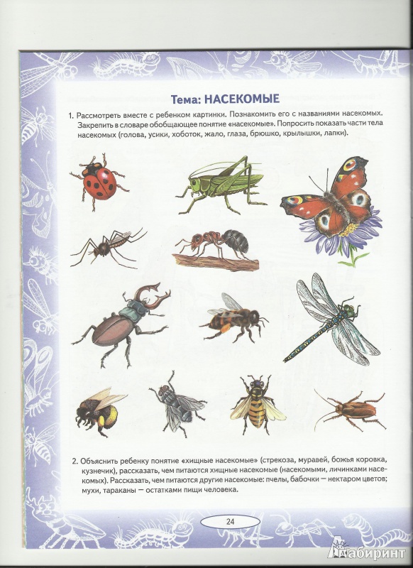 Развитие речи насекомые средняя группа. Насекомые задания логопеда для дошкольников. Задание логопеда насекомые для малышей. Лексическая тема насекомые Теремкова. Насекомые логопедическое домашнее задание для дошкольников.