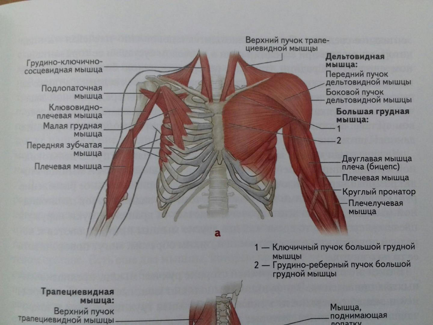 Иллюстрация 69 из 73 для Анатомия упражнений на растяжку - Нельсон, Кокконен | Лабиринт - книги. Источник: Степанов  Борис