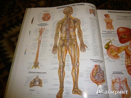 Иллюстрация 6 из 12 для Анатомия человека. Системы и органы | Лабиринт - книги. Источник: Маруся Милова