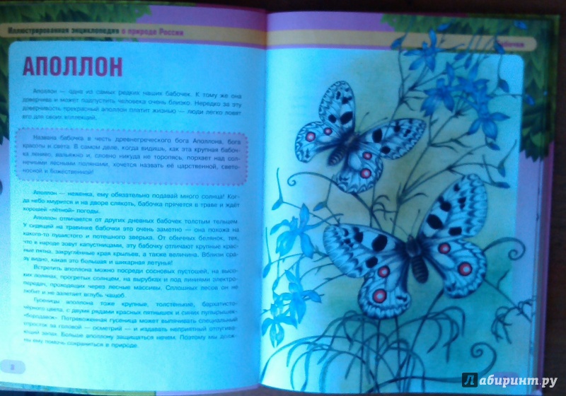 Иллюстрация 6 из 17 для Бабочки и их друзья - Сергей Шустов | Лабиринт - книги. Источник: Комаров Владимир