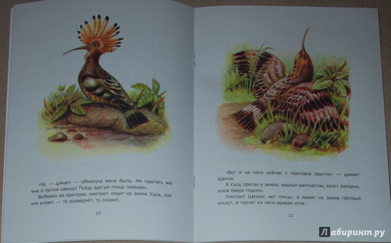 Иллюстрация 46 из 58 для Первая охота - Виталий Бианки | Лабиринт - книги. Источник: Книжный кот