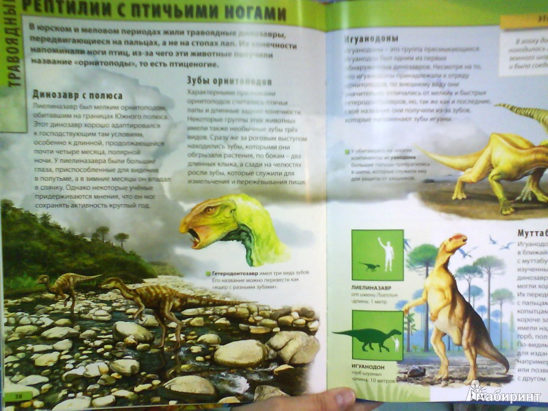 Иллюстрация 3 из 3 для Атлас динозавров - Барбара Маевская | Лабиринт - книги. Источник: Мила
