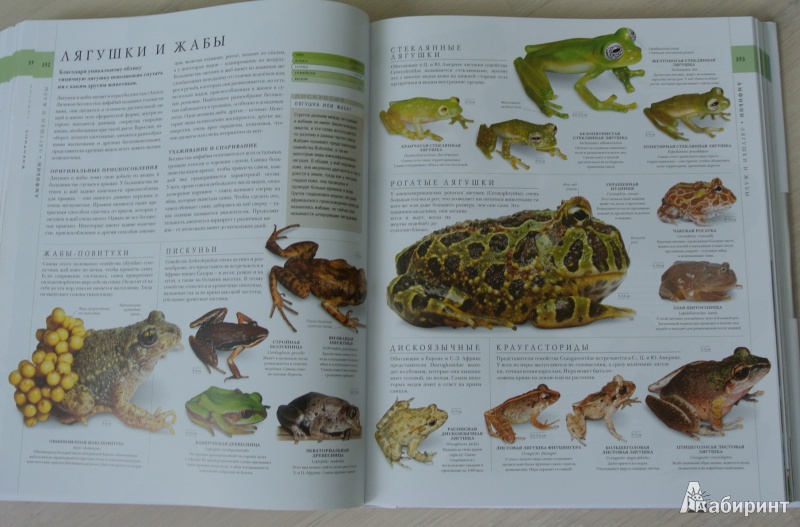 Иллюстрация 30 из 46 для Мир природы - Битти, Диминг, Бир | Лабиринт - книги. Источник: adsveta