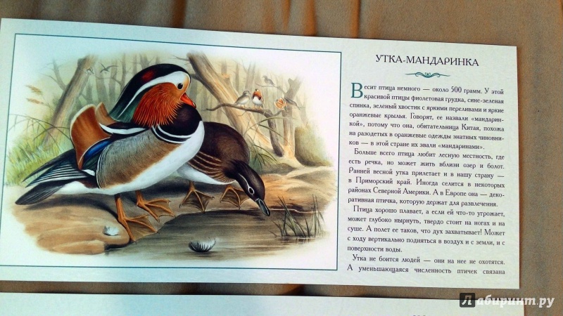 Иллюстрация 5 из 9 для Экзотические птицы. Необычные, причудливые, странные - Л. Жукова | Лабиринт - книги. Источник: Natik1105