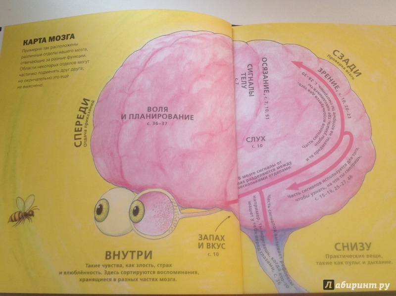 Иллюстрация 2 из 21 для Всё о мозге для детей в рассказах и картинках - Юнатан Линдстрём | Лабиринт - книги. Источник: Mishany@
