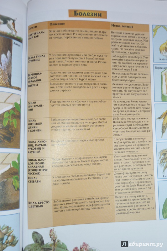 Иллюстрация 37 из 39 для Все об экологическом садоводстве - Дэвид Хессайон | Лабиринт - книги. Источник: Ольга Небога