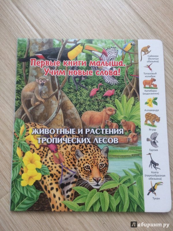 Иллюстрация 27 из 39 для Животные и растения тропических лесов | Лабиринт - книги. Источник: Сурыгина  Ирина