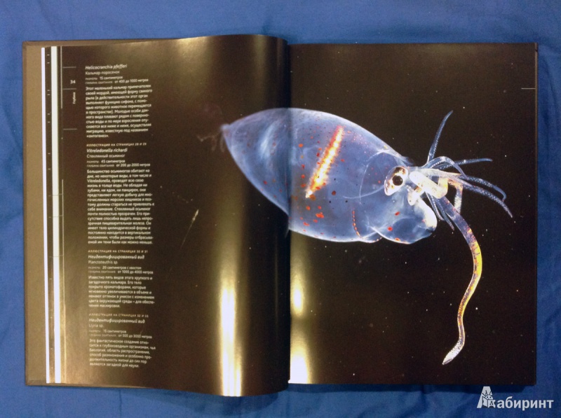 Иллюстрация 26 из 31 для Глубина. Таинственный мир океанских пучин - Клер Нувиан | Лабиринт - книги. Источник: photo_grafo