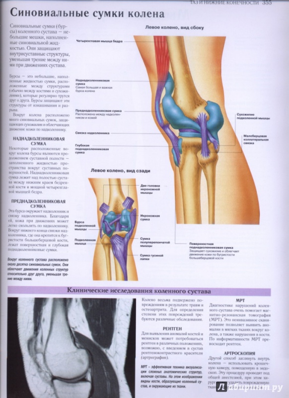 Иллюстрация 24 из 27 для Самый полный атлас по анатомии и физиологии | Лабиринт - книги. Источник: lidiya15